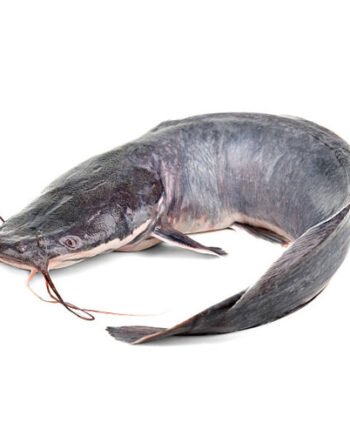 Fresh Catfish