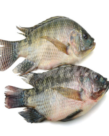Tilapia Fish